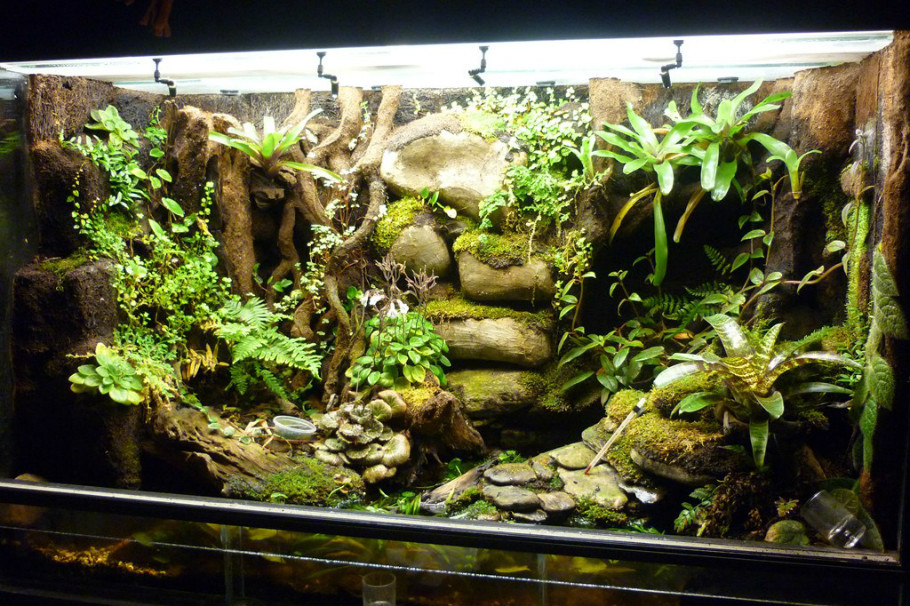 雨林生态缸-32