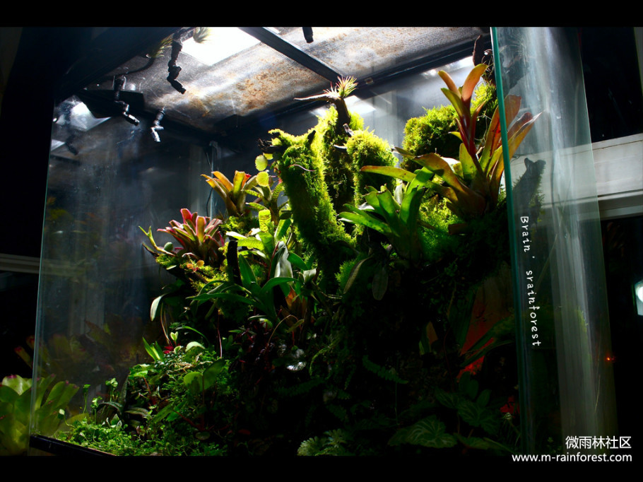 雨林生态缸-40