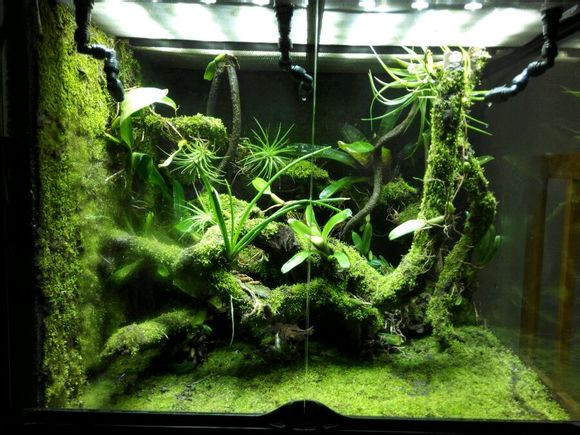 雨林水陆空气兰苔藓生态缸