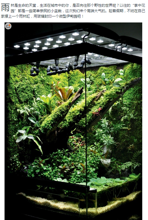雨林生态缸-43
