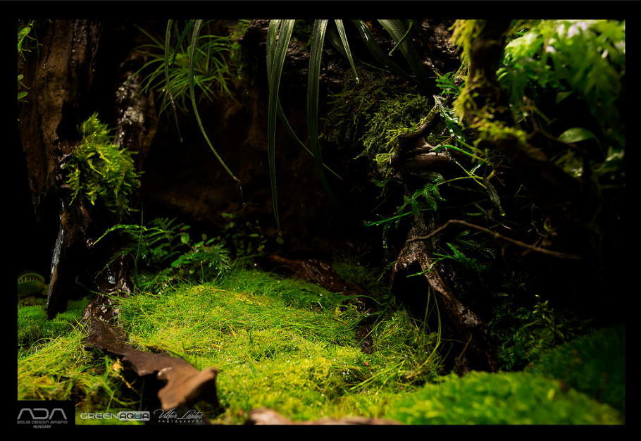 雨林生态缸-41