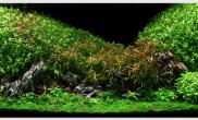 Aquascape of the Month July: 