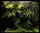 非常漂亮的一个热带雨林缸养着几只箭毒