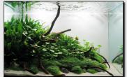 Aquascape of the Month October: 
