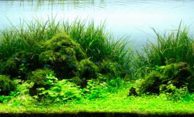 ADA2012世界水草造景比赛作品赏析