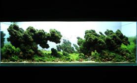 珊瑚MOSS火山石90CM缸水草造景