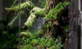 雨林生态缸rabu92水陆水草缸DIY全过程详细图解