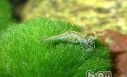 如何控制鱼缸藻类的生长繁殖