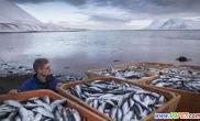近3万吨鱼类因缺氧死亡（多图）