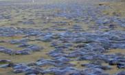 旧金山数万只水母“攻陷”海岸事件原因正在调查（图）