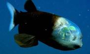 美国科学家在深海发现有透明脑袋的怪鱼