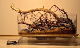 分享一组微型缸造景骨架创作作品