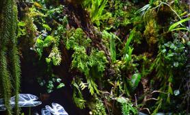 精彩作品集雨林梦2016雨林生态缸100CM及以上非标尺寸草缸