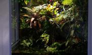 雨林大型水陆生态缸客厅展示