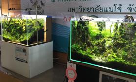 转载：泰国水草造景分享