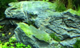 草缸里的石头发绿求解鱼缸水族箱